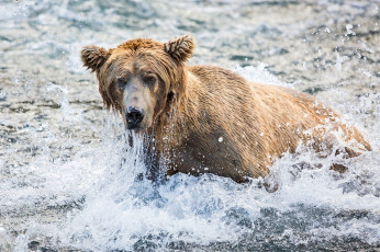 Картинка животные медведи рыбалка брызги вода морда гризли