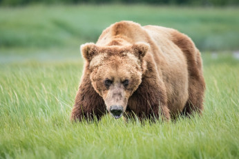 Картинка животные медведи внимание морда трава гризли