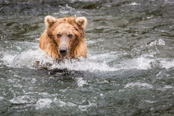 Картинка животные медведи вода морда гризли рыбалка