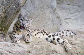 Картинка животные снежный+барс+ ирбис лежит зоопарк скалы камни хищник молодой барс отдых