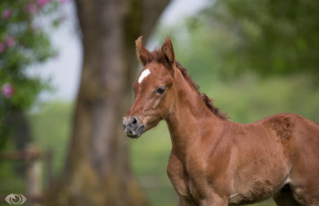 Картинка автор +oliverseitz животные лошади жеребёнок красавчик морда детёныш