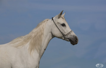 Картинка автор +oliverseitz животные лошади белый конь грива небо красавец профиль