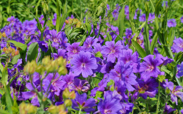 Картинка цветы герань лепестки норвежская макро фиолетовый