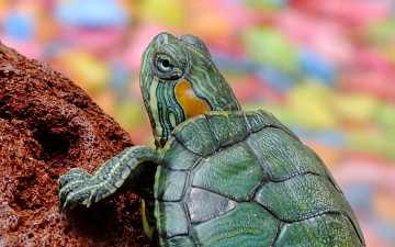 Картинка животные Черепахи черепаха камень природа