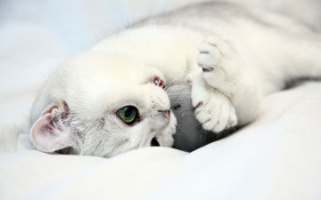 Картинка животные коты белый котенок игрушка зубы
