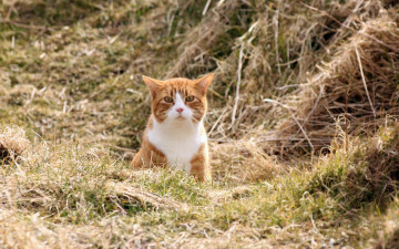 Картинка животные коты кошка поле природа