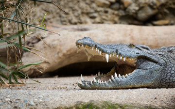 Картинка животные крокодилы зубы челюсти пасть отдых лежит хищник рептилия