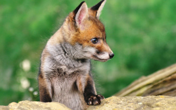 Картинка животные лисы животное лисёнок детёныш природа камень