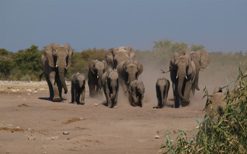 Картинка животные слоны пыль тропа стадо семья