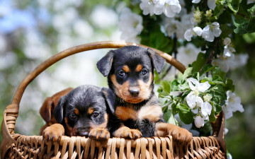 Картинка животные собаки цветы ветки яблоня весна корзина щенки