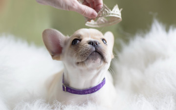 Картинка животные собаки собака щенок принцесса корона фон