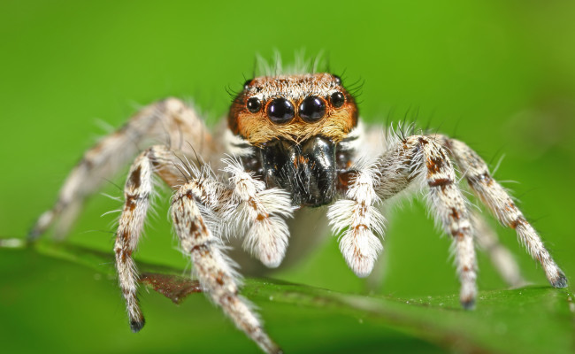 Обои картинки фото животные, пауки, лапки, глазки, фон, джампер, паук, макро