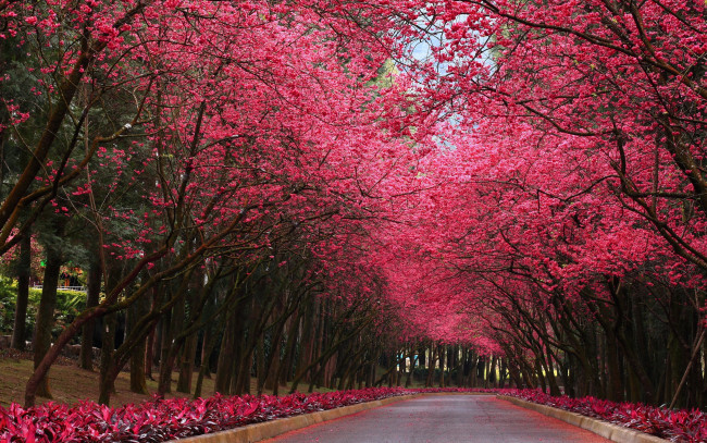 Обои картинки фото природа, парк, дорога, деревья, аллея, цветущие, сакура