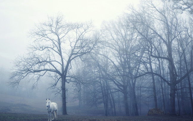 Обои картинки фото животные, лошади, утро, туман, конь