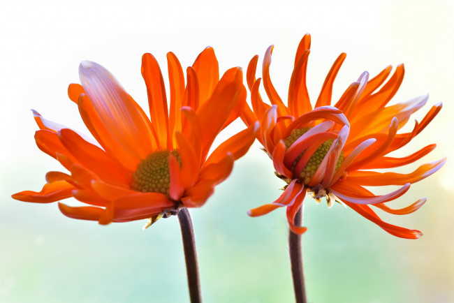Обои картинки фото цветы, хризантемы, оранжевые