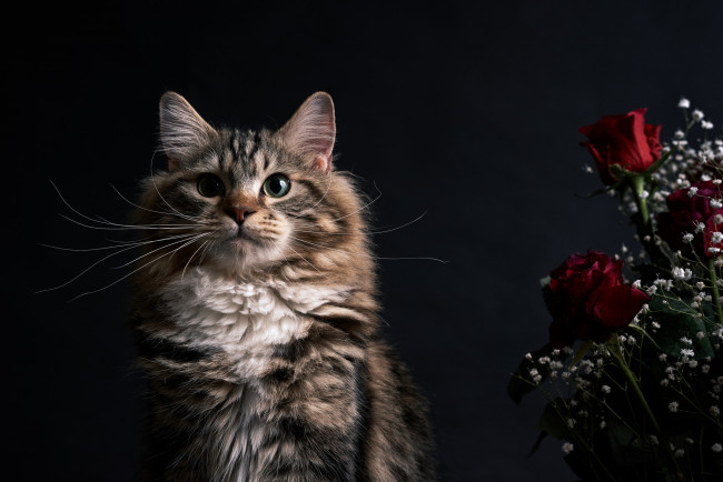 Обои картинки фото животные, коты, коте, кот, розы, цветы, портрет, взгляд, кошка, киса