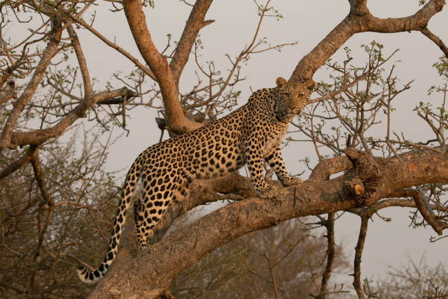 Обои картинки фото животные, леопарды, африка, дерево, грация, пятна, хищник