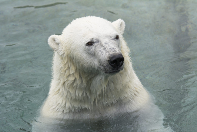 Обои картинки фото животные, медведи, зоопарк, белый, купание, морда, хищник, полярный