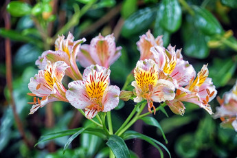 Картинка цветы альстромерия ветка боке