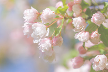 Картинка цветы цветущие+деревья+ +кустарники бутоны ветка весна макро цветение