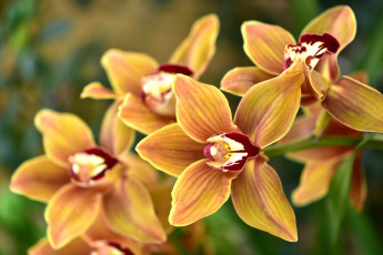 Картинка цветы орхидеи макро ветка орхидея