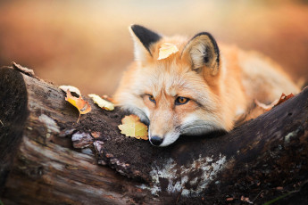 Картинка животные лисы бревно животное лиса осень листья дерево