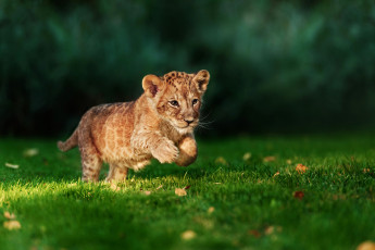 Картинка животные львы хищник трава лев бег охотник