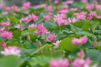 Картинка цветы лотосы лотос цветок цветение листики