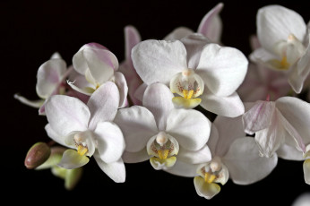 обоя цветы, орхидеи, орхидея, белый, черный, фон, макро