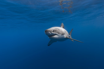Картинка животные акулы подводный мир море океан рыбы