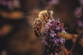Картинка животные пчелы +осы +шмели насекомое макро пчелка цветы лаванда фон