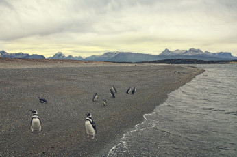 Картинка животные пингвины берег море пляж птицы