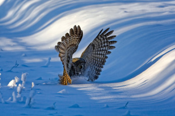 Картинка животные совы сова снег птица