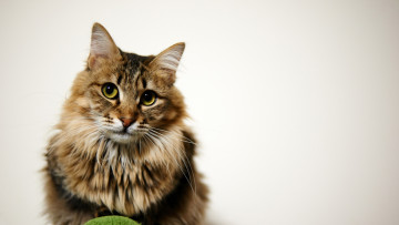 Картинка животные коты профиль морда