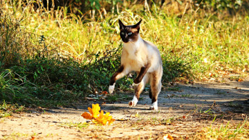 Картинка животные коты растения листва тропа сиамский