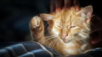 Картинка животные коты ткань пальцы рыжий