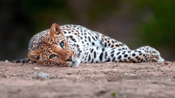 Картинка животные леопарды леопард взгляд хищник лапы морда глаза