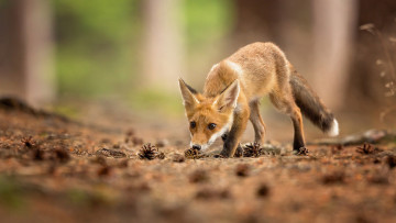 Картинка животные лисы нос ударов животное лиса красное лес лицо