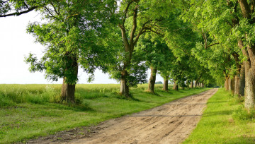 Картинка природа дороги дорога деревья