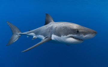 Картинка животные акулы подводный мир рыбы море