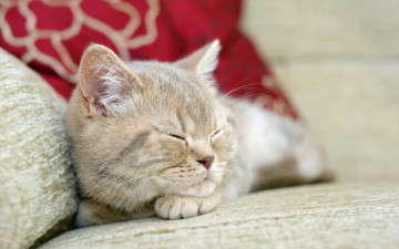 Картинка животные коты диван морда сон