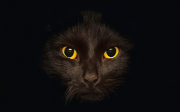 Картинка животные коты глаза морда черный фон профиль
