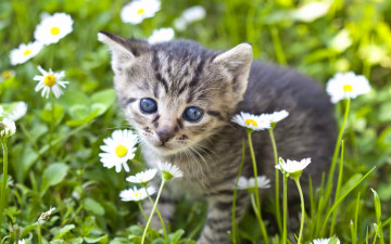 Картинка животные коты котенок растения ромашки