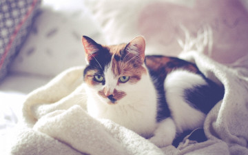 Картинка животные коты кровать отдых плед