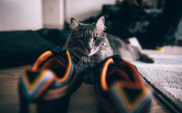 Картинка животные коты морда кроссовки взгляд
