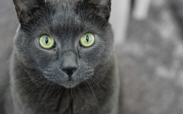 Картинка животные коты морда профиль серый цвет