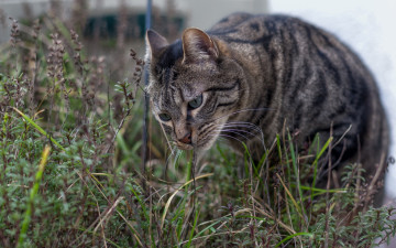 Картинка животные коты морда улица растения