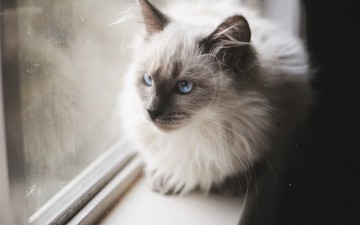 Картинка животные коты окно морда
