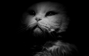 Картинка животные коты профиль морда черно-белое фото