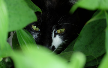 Картинка животные коты растение морда